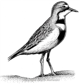 009 - Double banded Plover Picture